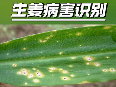 生姜病害識別（一） ()