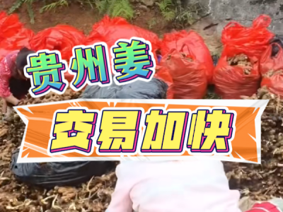 7月16日 生姜價(jià)格行情（貴州姜交易加快） ()