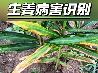 生姜病害識別（二） ()