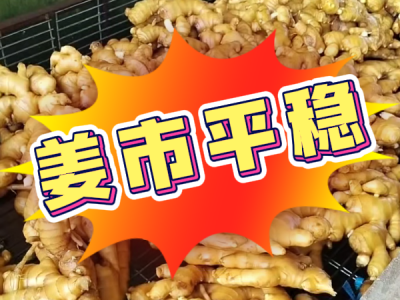 7月17日 生姜價(jià)格行情（姜市平穩(wěn)） ()