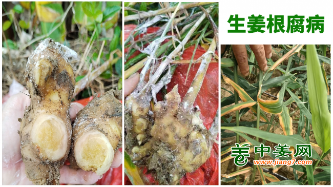 生姜根腐病
