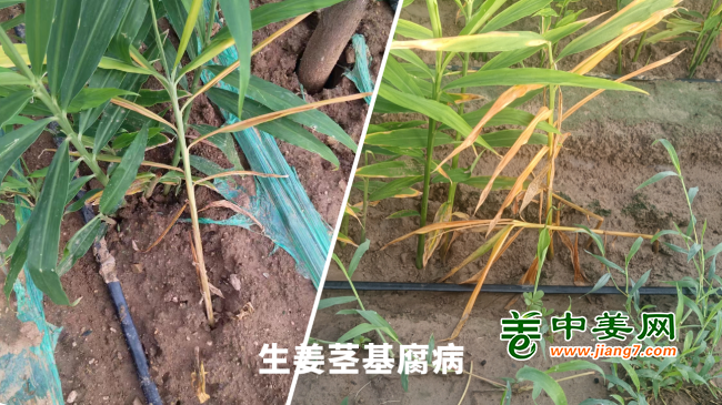 生姜莖基腐病