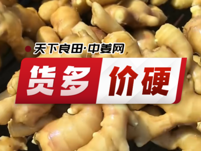 7月24日 昌邑琨福大姜（貨多價(jià)硬） ()