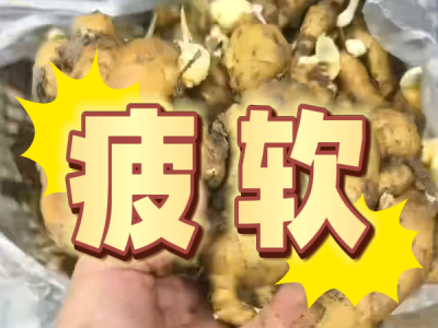 7月24日 安丘黑埠子（疲軟） ()