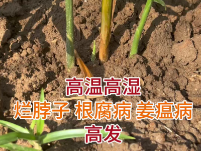 高溫高濕 爛脖子 根腐病 姜瘟高發(fā) ()