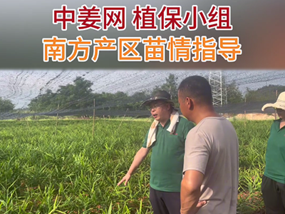 中姜網(wǎng)植保小組南方產(chǎn)區(qū)苗情指導(dǎo) ()