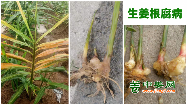 根腐病