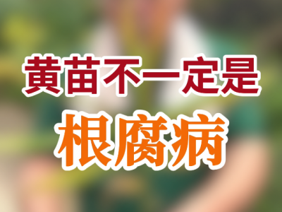 黃苗不一定是根腐病 ()