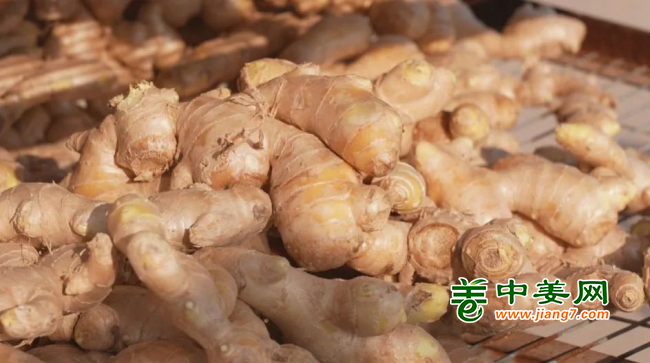 優(yōu)質(zhì)大姜