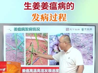 生姜姜瘟病的發(fā)病過程 ()