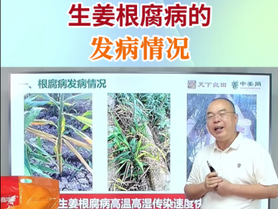 生姜根腐病的發(fā)病情況 ()