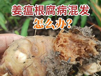 姜瘟根腐病混發(fā)怎么辦？ ()