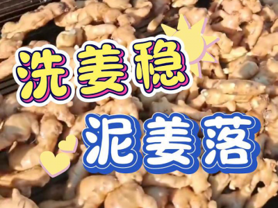 7月19日 萊州呂村大姜（洗姜穩(wěn)，泥姜落） ()
