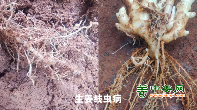 線蟲