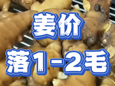 7月25日 昌邑琨福大姜（姜價(jià)落1-2毛） ()