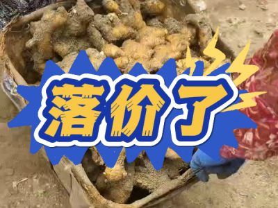 7月26日 安丘黑埠子（落價了） ()