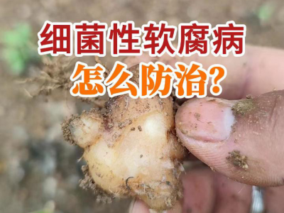 細(xì)菌性軟腐病怎么防治？ ()