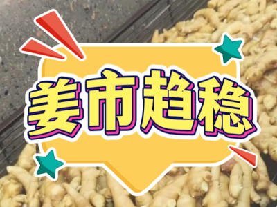 7月26日 昌邑琨福大姜（姜市趨穩(wěn)） ()