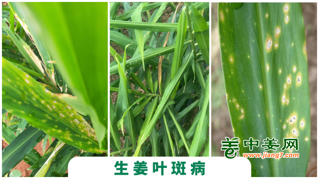 生姜葉斑病
