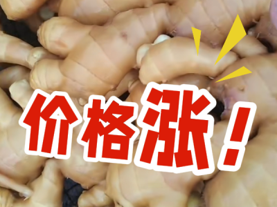 7月29日 昌邑琨福大姜（價格漲） ()
