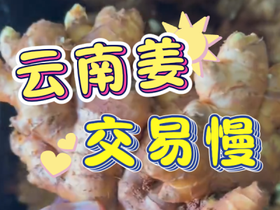 7月30日 生姜價格行情（云南姜交易慢） ()