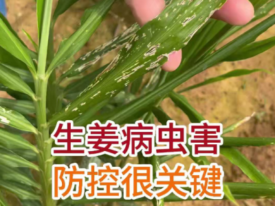 生姜病蟲害，防控很關鍵 ()