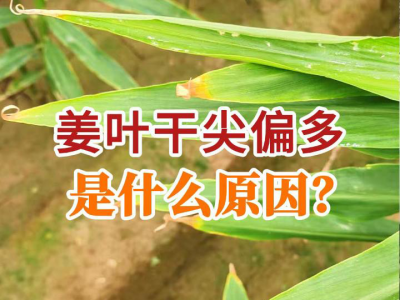 姜葉干尖偏多是什么原因？ ()