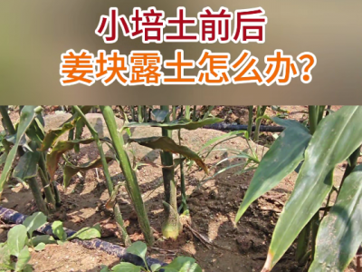 小培土前后姜塊露土怎么辦？ ()