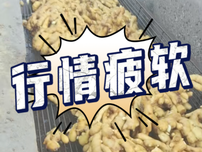 8月1日 生姜價(jià)格行情（行情疲軟） ()