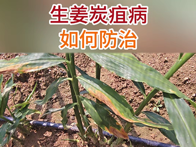 生姜炭疽病如何防治？ ()