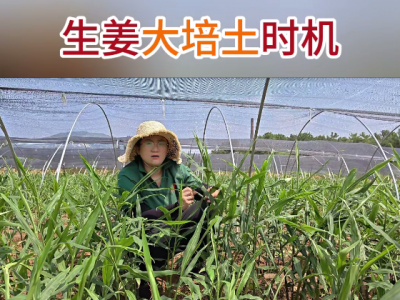 生姜大培土時機 ()