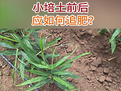 莖基腐病如何防治？ ()