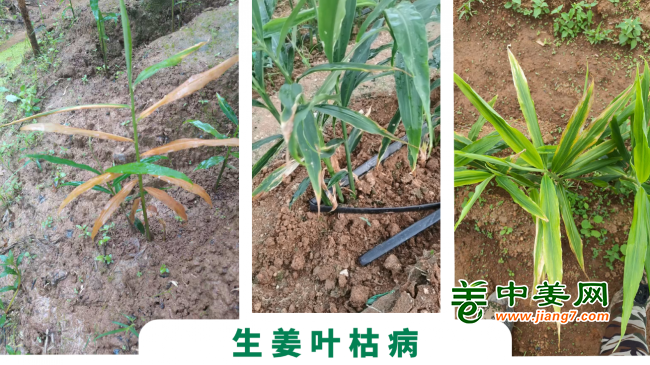 葉枯病