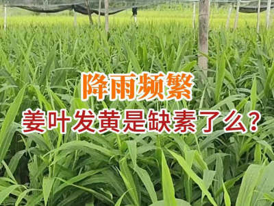 降雨頻繁，姜葉發(fā)黃是缺素了么？ ()