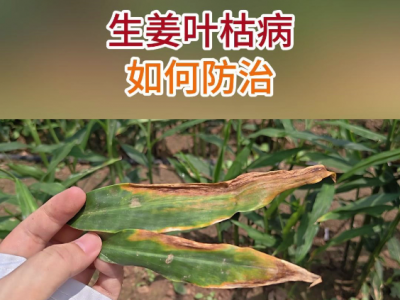 生姜葉枯病如何防治？ ()