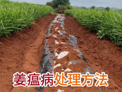 姜瘟病處理方法 ()
