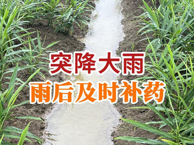 突降大雨 雨后及時補藥 ()