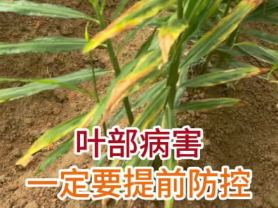 葉部病害一定要提前防控 ()