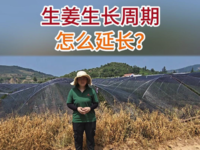 生姜生長周期怎么延長？ ()