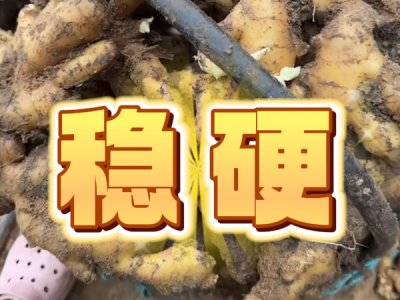 8月4日 安丘 黑埠子（穩(wěn)硬） ()