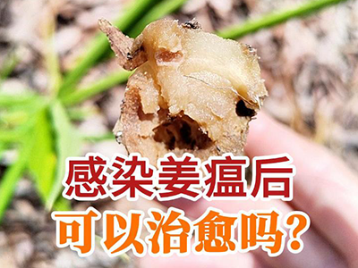 感染姜瘟后可以治愈嗎？ ()