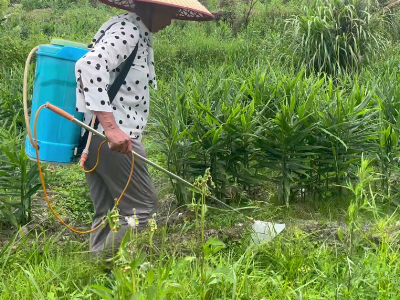 姜地除草需要注意什么？ ()