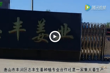 唐山市豐潤區(qū)志豐生姜種植專業(yè)合作社 ()