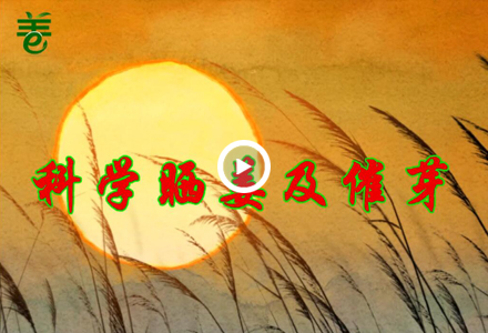 科學(xué)曬姜及催芽 ()